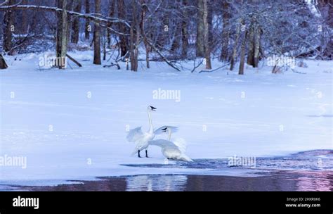 Trumpeter swan mating behavior hi-res stock photography and images - Alamy