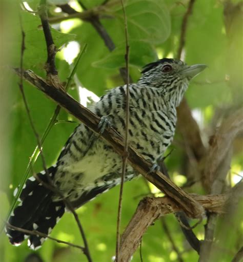 Foto Choca Barrada Do Nordeste Thamnophilus Capistratus Por Ivo