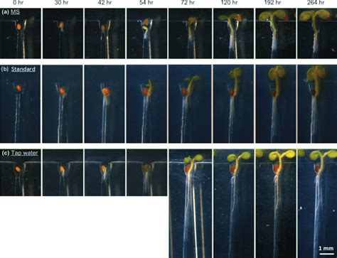 Seed Germination And Growth Of Wt Arabidopsis Thaliana Plants In The