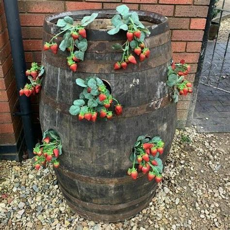 Easy Diy Strawberry Planter To Grow In Small Spaces Noudiv