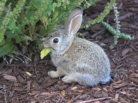 Bunny Eating Leaf Greeting Card For Sale By Gerri Duke