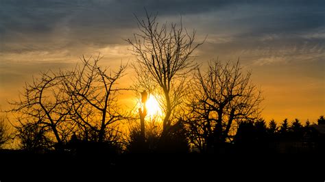 Fotos Gratis Rbol Naturaleza Rama Silueta Nube Planta Amanecer