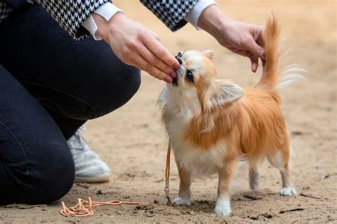 Premium Photo | Small chihuahua dog posing at a dog show