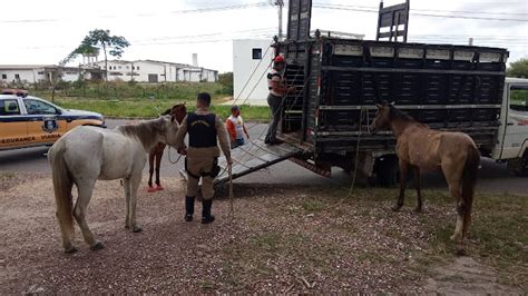 Smtt De Nossa Senhora Do Socorro Realiza Opera O E Apreende Animais