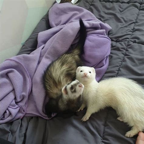 Ferret | Furões engraçados, Bichinhos bonitinhos, Cachorro