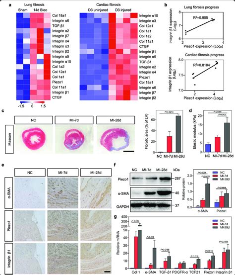 Enhanced Expression Of Piezo1 And Integrin β1 Arising From Tissue Download Scientific Diagram