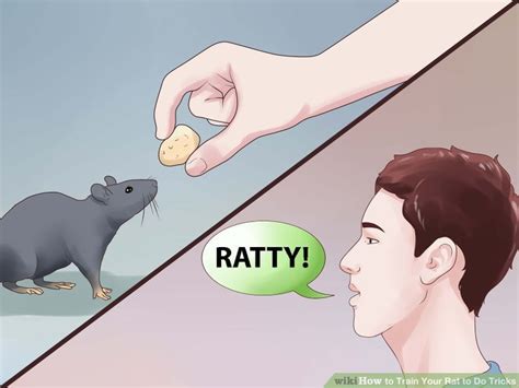 How To Train Your Rat To Do Tricks Pet Rats Baby Rats Rats