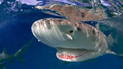 Florida Fisherman Catches Extremely Rare Piebald Lemon Shark