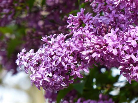 May Flowers: Lilacs - Learn About Nature