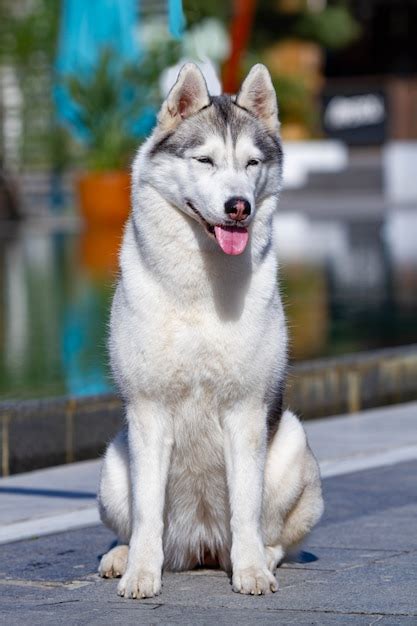 Premium Photo | Portrait of a fluffy siberian husky