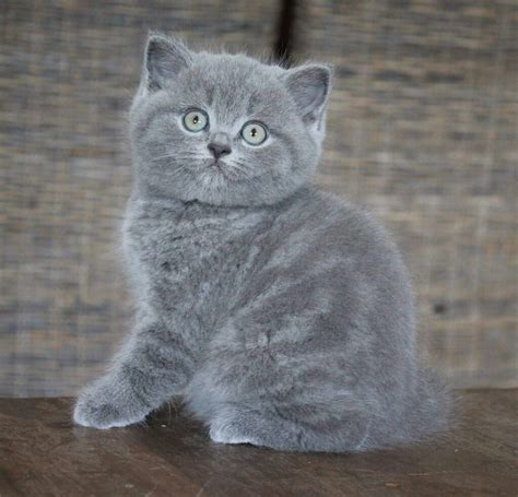 Beauty Baby Russian Cat Is Like A Fur Ball Love Cats ♥♥ Slvh ♥♥♥