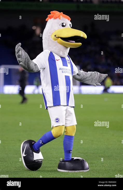 Brighton and Hove albion mascot Gully the seagull Stock Photo - Alamy