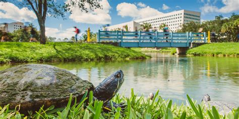 Accelerated Ba In Psychology Mpa Degree Pathway Fiu Master Of Public