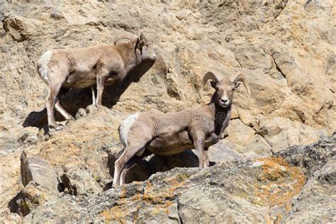 Wild Colorado Rocky Mountain Bighorn Sheep Stock Photo Image Of