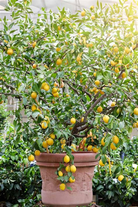 How To Grow A Lemon Tree In A Pot That Actually Produces Lemons