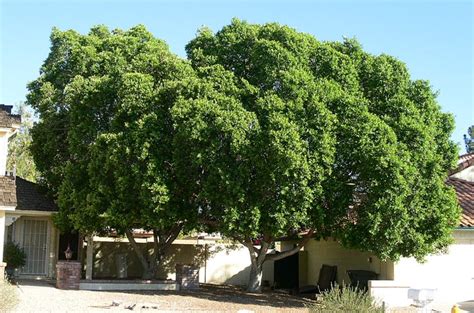 Ficus Indian Laurel Tree Arizona Elroy Adame