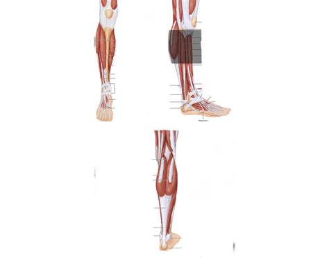 Anatomy of the lower leg. Quiz