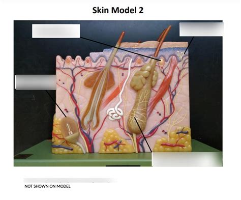 Skin Model Diagram Quizlet