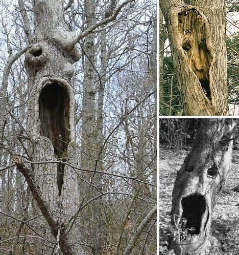 Scary Tree Images