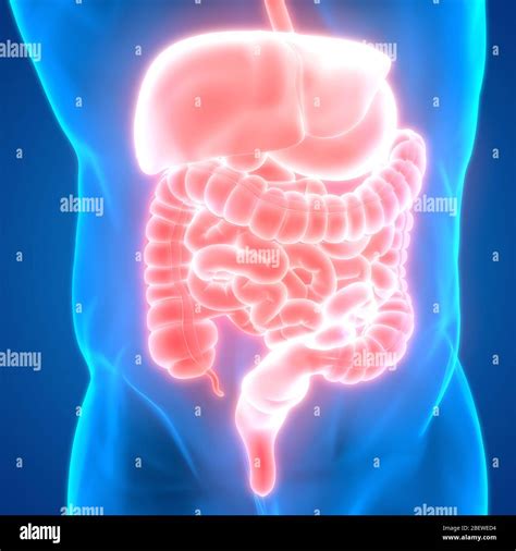 Anatomie Der Menschlichen Verdauungssystem Stockfotografie Alamy