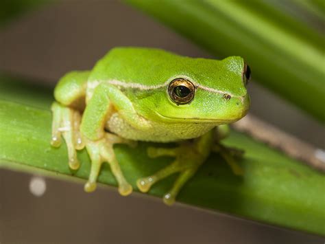 Southern Leaf Green Tree Frog Litoria Nudidigita Flickr