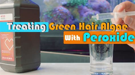 How To Kill Green Hair Algae With Hydrogen Peroxide Youtube