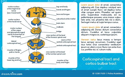 Corticospinal Tract and Cortico Bulbar Tract Stock Vector ...