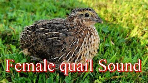 Female Quail Sound Female Quail Kirak Madi Batairy Ki Awaaz Youtube