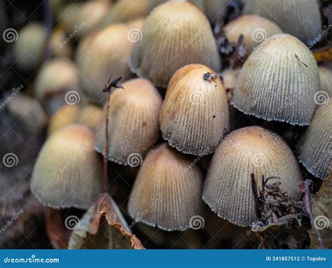 Grupo De Hongos Coprinellus Micaceus Foto De Archivo Imagen De