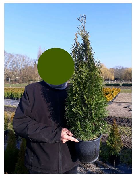 Thuja Occidentalis Smaragd Thuya Du Canada Meraude