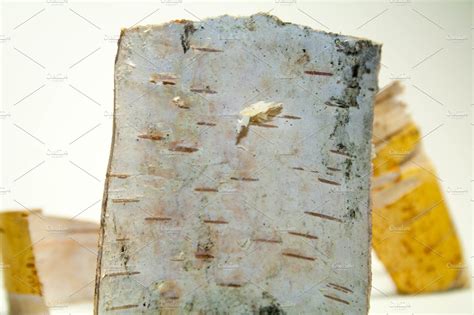 Birch Bark Nature Stock Photos Creative Market