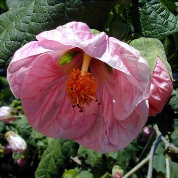 Abutilon - Flowers