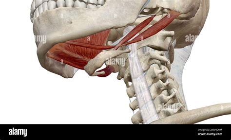 The Lateral Pterygoid Muscle Functions As The Sole Muscle Of