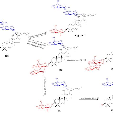 Biotransformation pathway of ginsenoside Rb1 by bacterial and fungal ... 