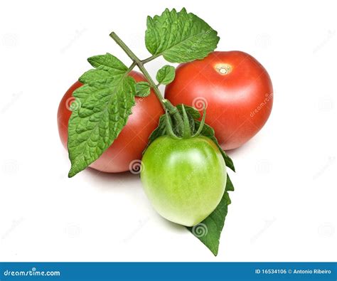 Red And Green Tomatoes Stock Photo Image Of Food Nourishing 16534106