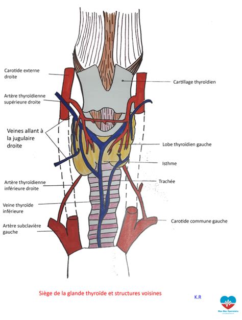 Anatomie Et Pathologie La Thyro De Mon Bloc Op Ratoire