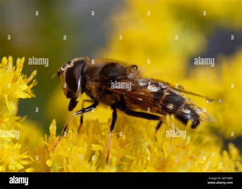 Eristalis Pertinax Hi Res Stock Photography And Images Alamy