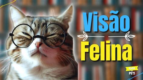 Como Os Gatos Enxergam Entendendo A Vis O Felina Youtube