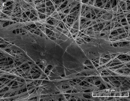 SEM micrograph of mESCs on nanofibrous PCL scaffolds after 3 days of ...