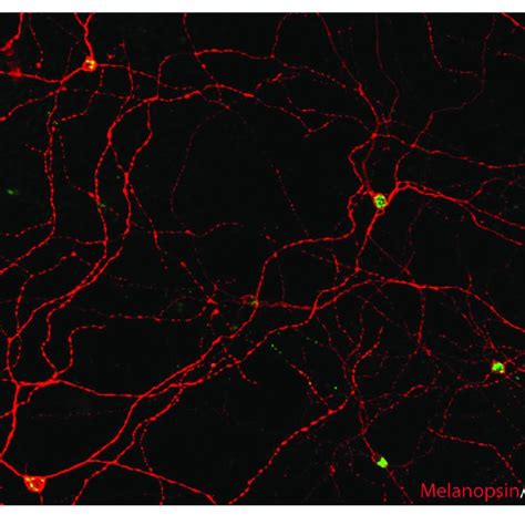 Pacap Is Found In Melanopsin Immunoreactive Rgcs In Mammals Image