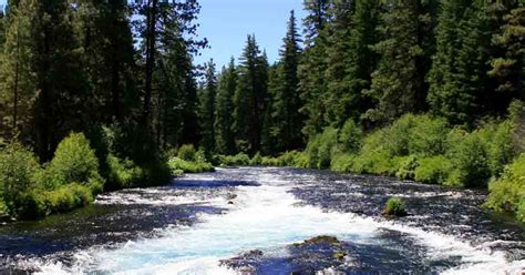 Metolius River Fishing Report Oregon