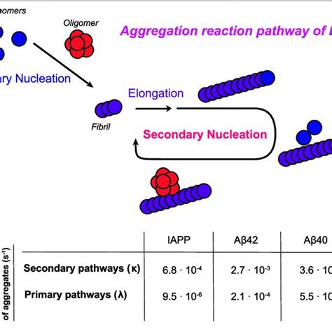 Schematic Illustration Of The Aggregation Reaction Pathway Of IAPP