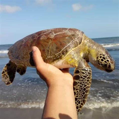 V Deo Tortugas En Peligro De Extinci N Aparecen Muertas En Playas De