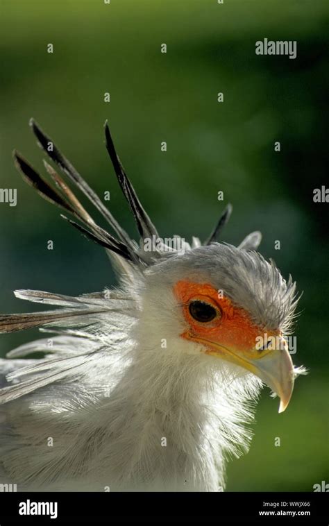 Secretary Sagittarius Serpentarius Stock Photo Alamy