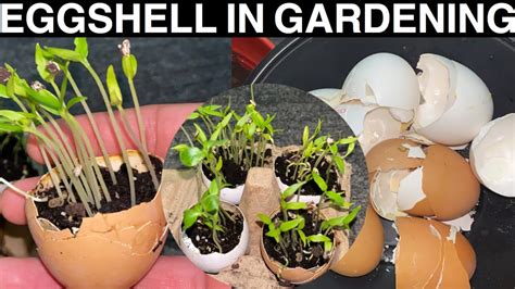 How To Use Eggshells For Plants Eggshells In The Garden 4 Quick