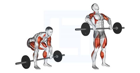 Dumbbell Hang Clean And Jerk Guide Benefits And Form