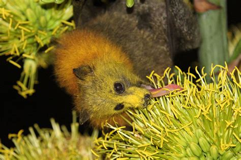 Grey Headed Flying Fox Pteropus Poliocephalus Eating Flower Nectar