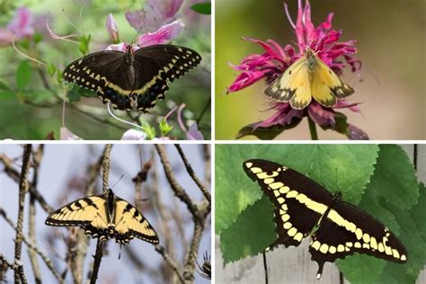 Butterfly Identification: Yellow And Black Butterfly Species ...