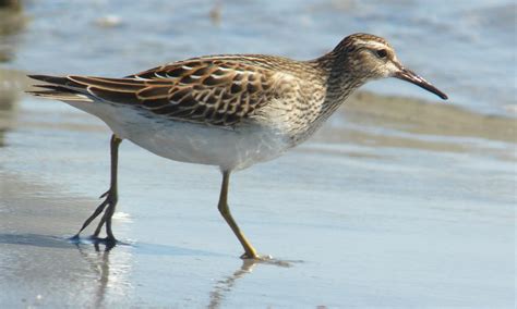 Pectoral Sandpiper Walton County Flordia Inaturalist Australia