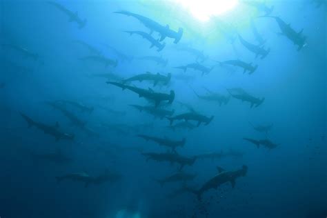 Galapagos - Fly & Sea Dive Adventures